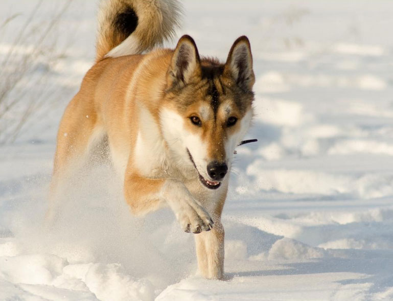raza laika evenki