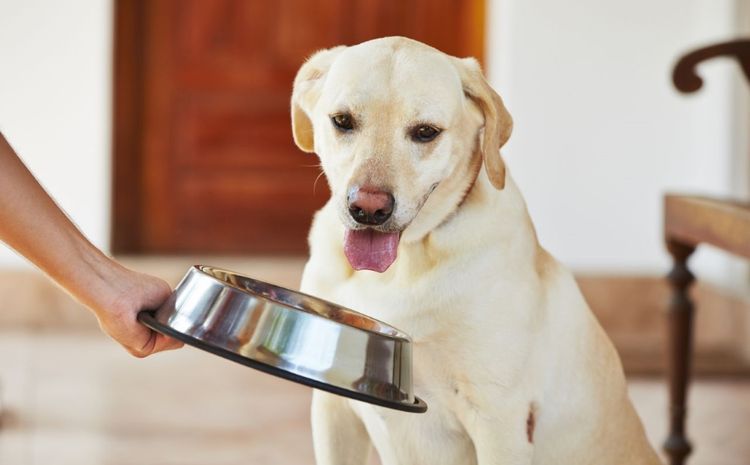 Perro y comida