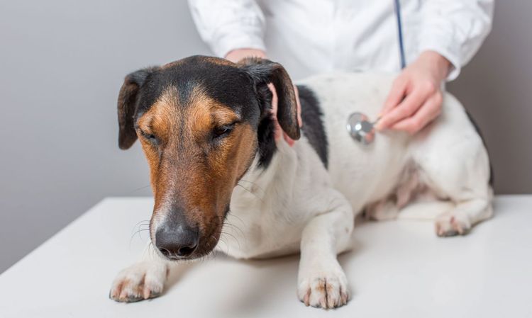 El perro en el veterinario