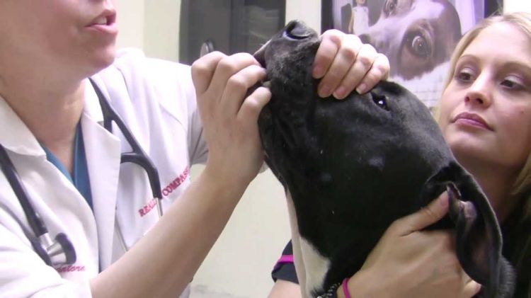 Cómo darle una pastilla a un perro