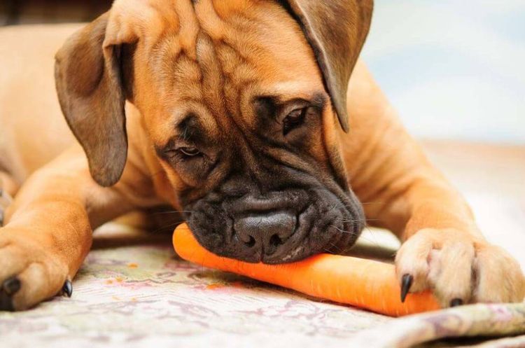 Boxer