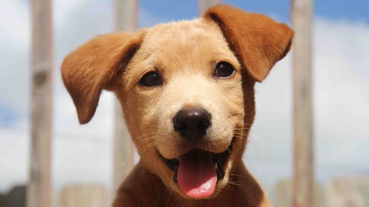 Cachorro