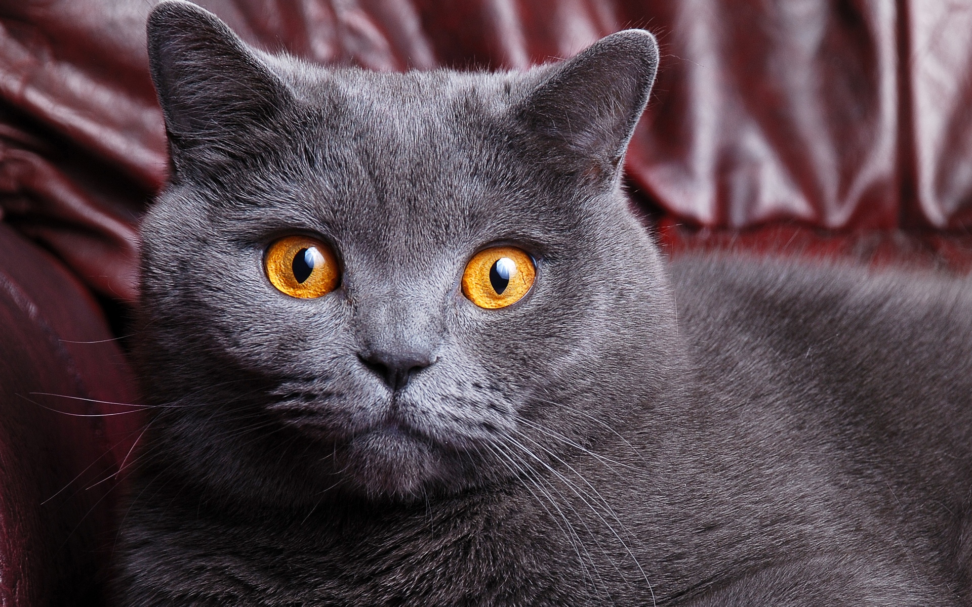 Gato británico