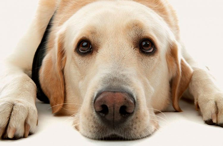 Labrador triste