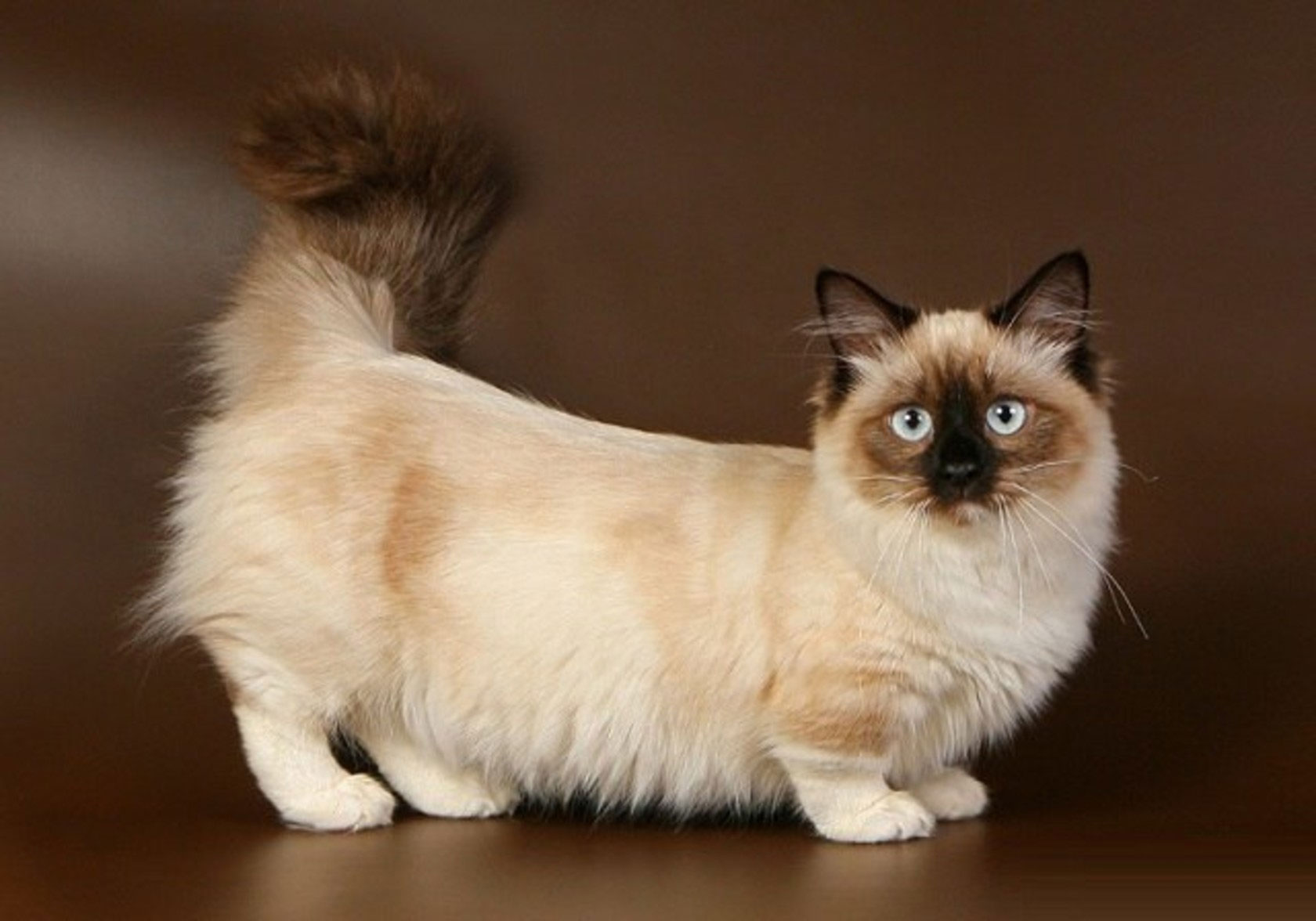 Raza de gatos Munchkin