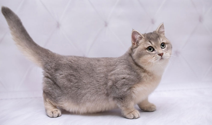 Munchkin - razas raras de gatos