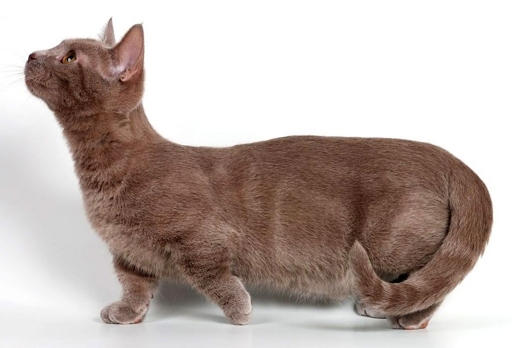 Munchkin - gatos con patas cortas