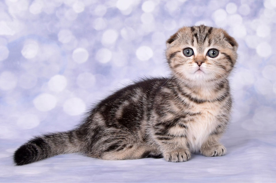 Gatito mánchkin de orejas caídas