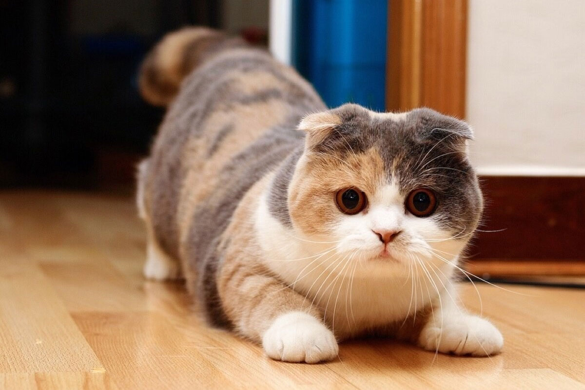Carácter de los gatos Munchkin