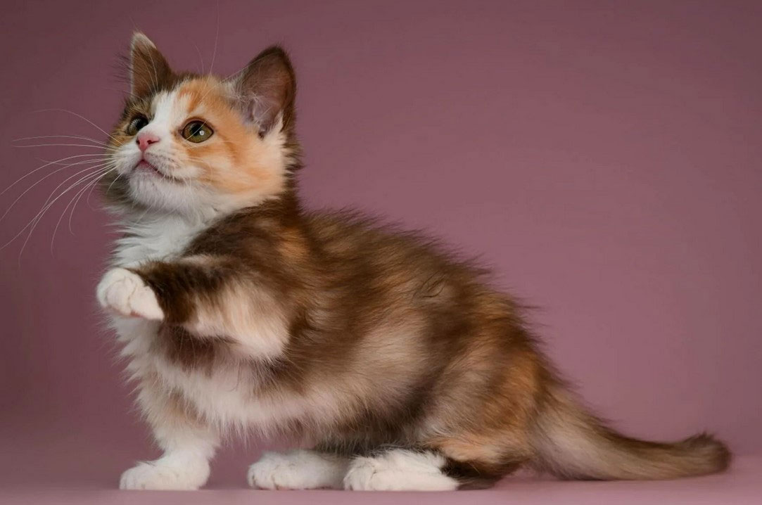 Cuidados del gato de raza Munchkin