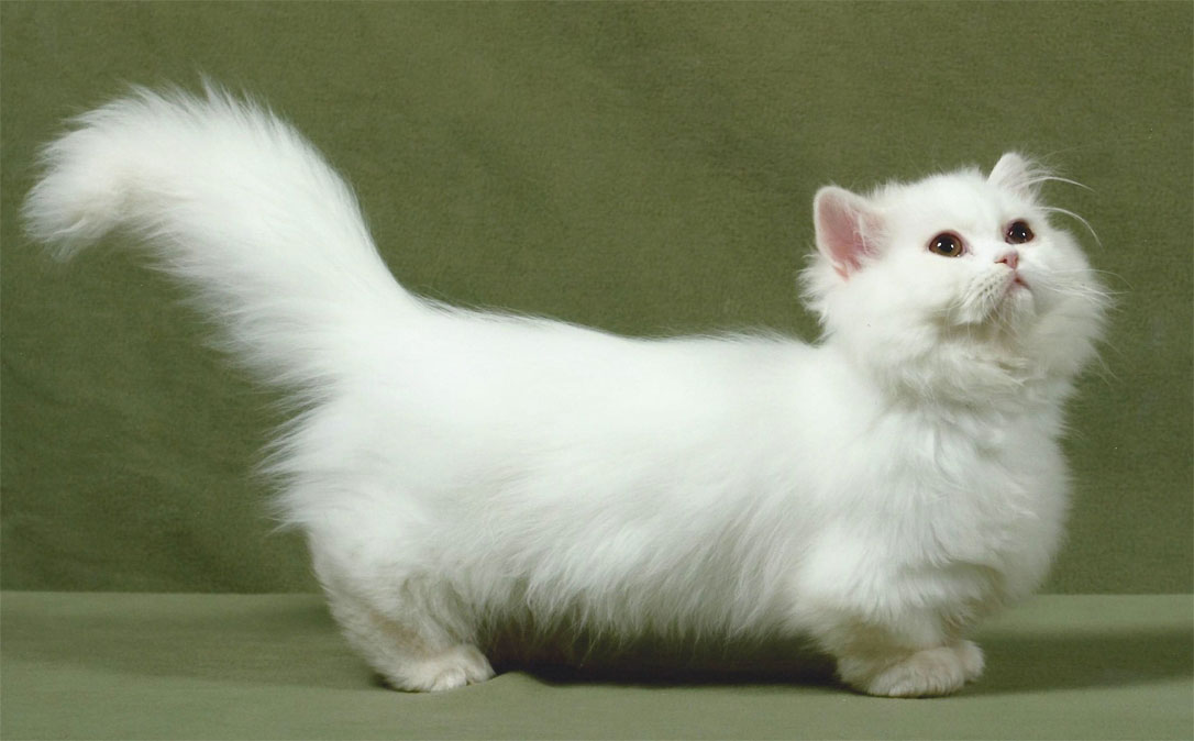 Genética de los gatos de raza Mánchkin