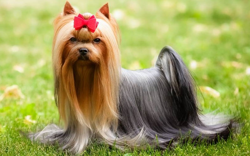 Yorkshire Terrier – beliebte kleine Hunderassen