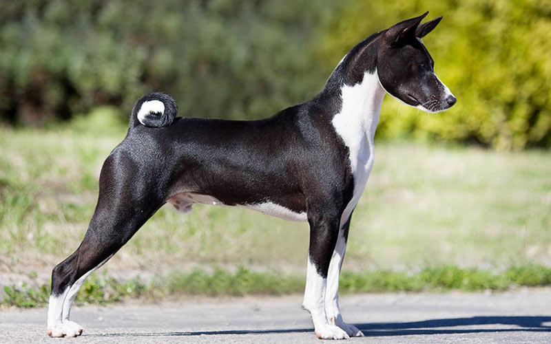 Basenji