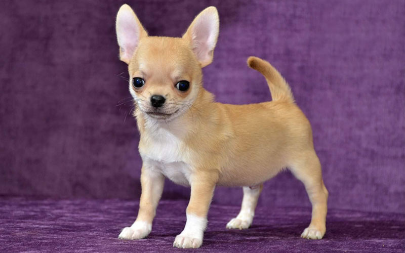 Chihuahua - kleine Hunderassen