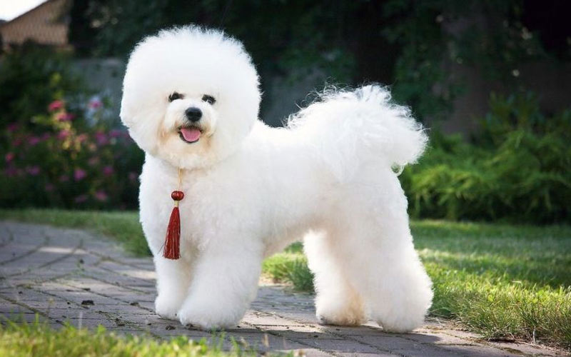 Bichon Frisé - kleine Hunderassen