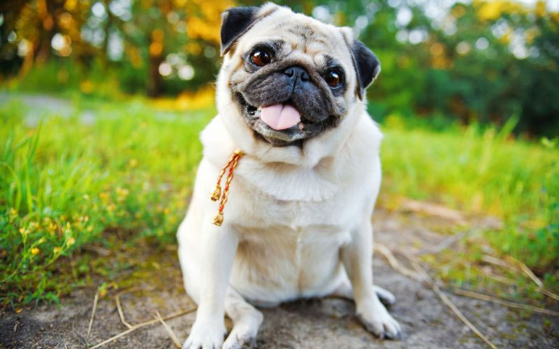 Mops - kleine Hunderassen