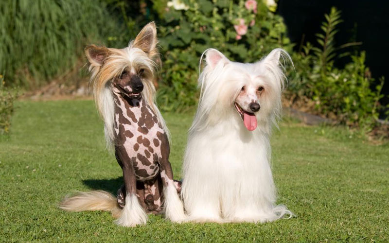 Chinesischer Schopfhund