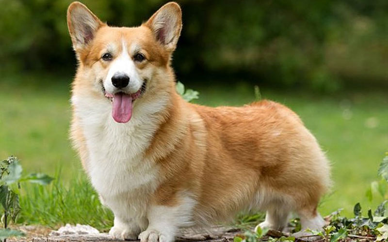 Welsh Corgi – kleine Hunderassen