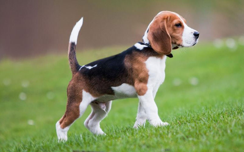 Beagle – kleine Hunderassen