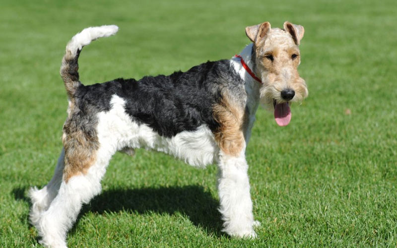 Drahthaarfoxterrier