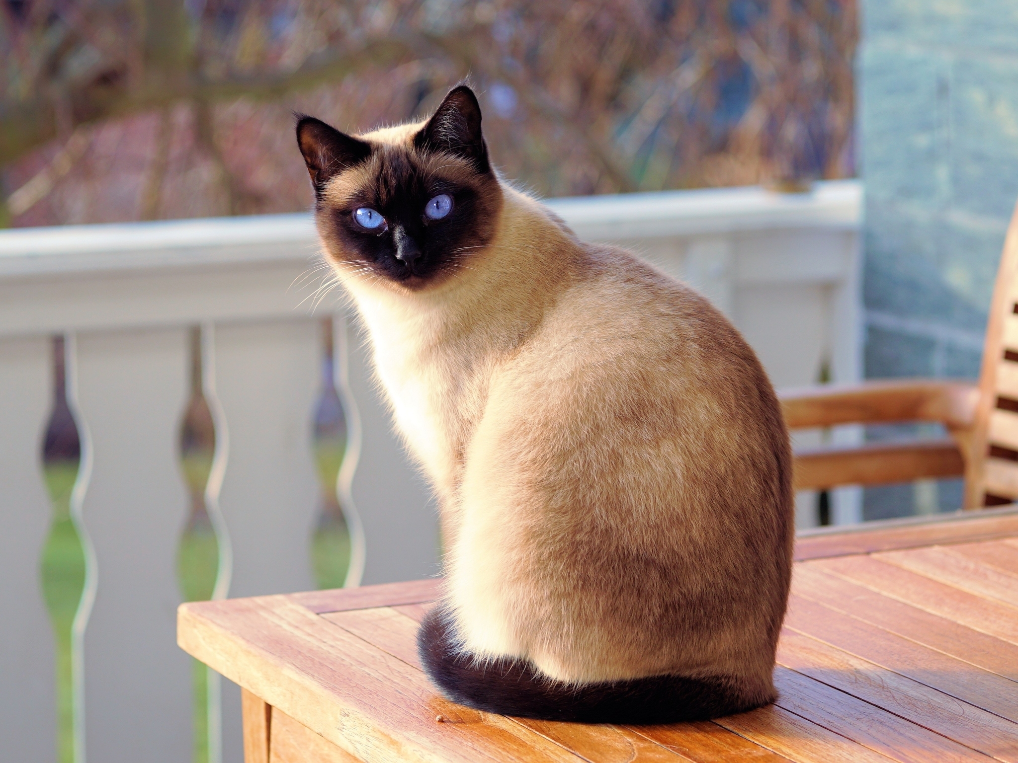 Gato siamés