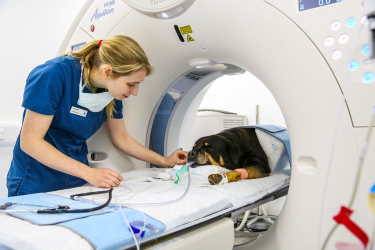 Resonancia magnética de la cabeza de un perro