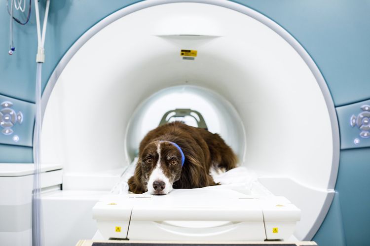 Resonancia magnética de la cabeza de un perro