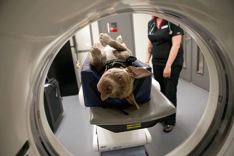 Resonancia magnética cerebral para perros