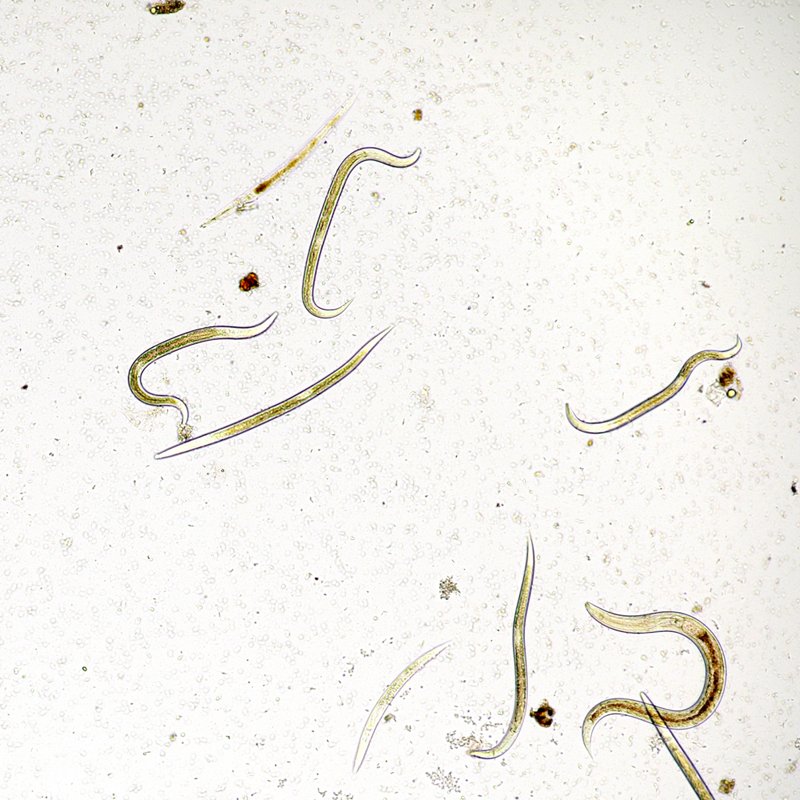 Nematodos - parásitos en gatos
