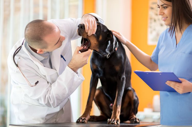 El veterinario examina el hocico del perro