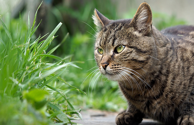 ¿Necesitan los gatos hierba?