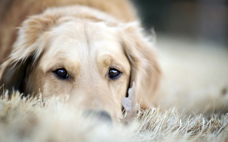 La perra tras la esterilización