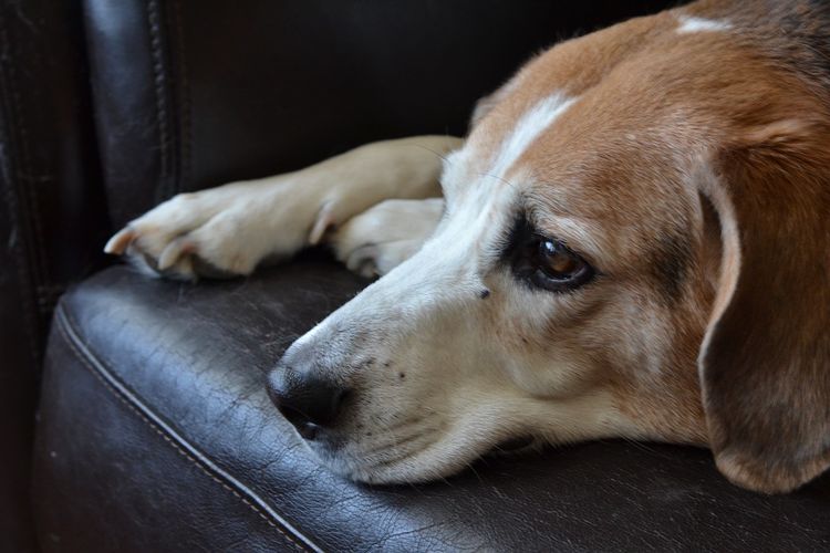 El perro está enfermo