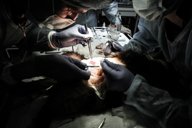 Cirugía para extirpar un tumor en un perro