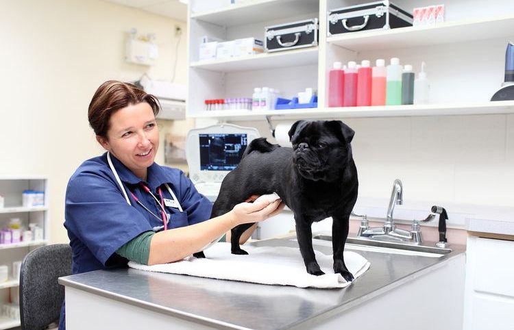 Examen del cachorro por el veterinario