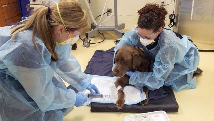 Quimioterapia para perros