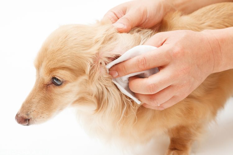Cómo aplicar gotas en los oídos de un perro