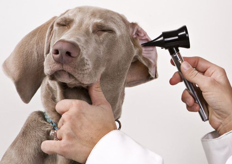 Revisión de los oídos del perro
