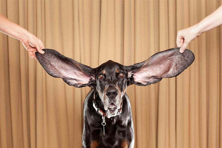 Perro con orejas grandes