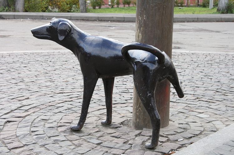 Perro meón (Vólogda)