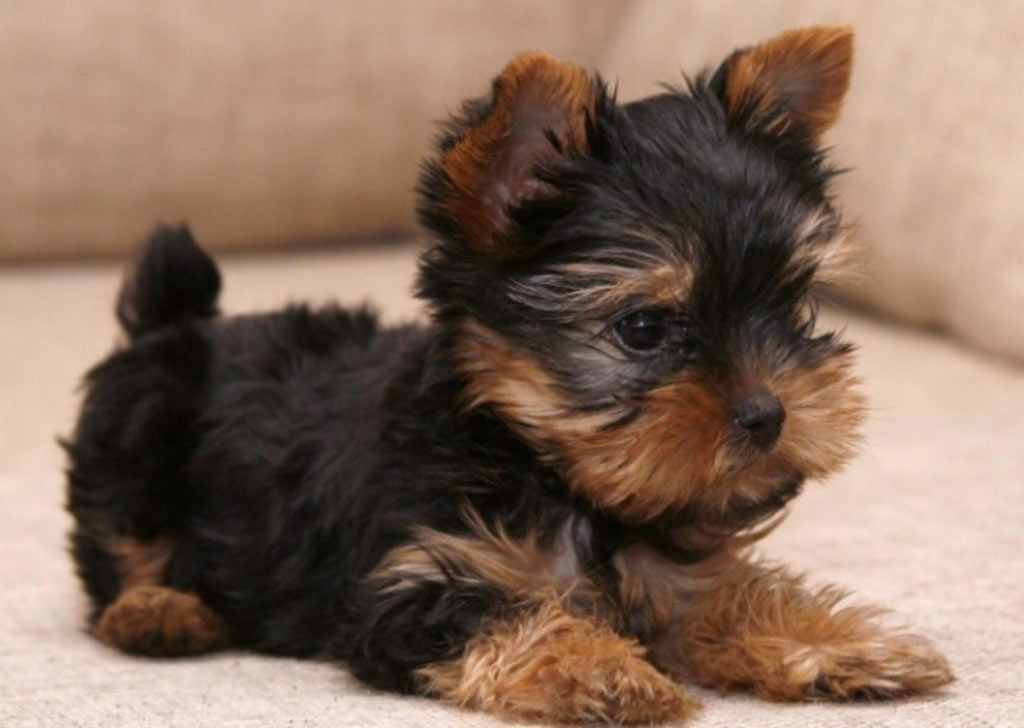 cachorro de yorkshire