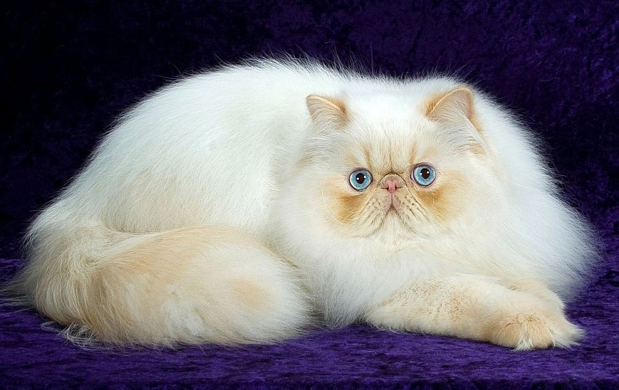 Gato persa