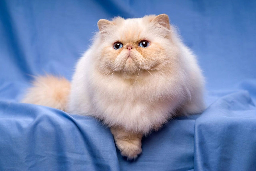Gato persa - estándar de la raza, descripción, carácter