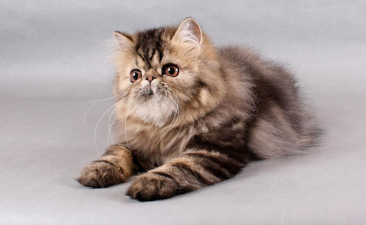 Gatito persa
