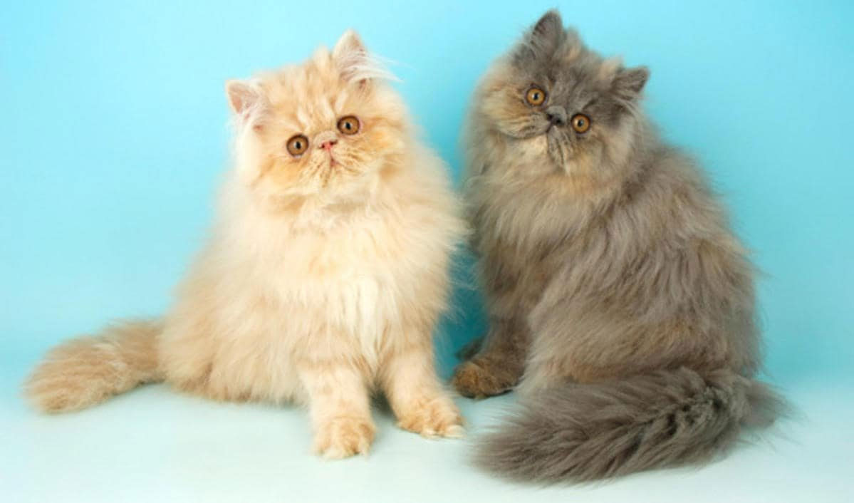 Carácter de los gatos persas