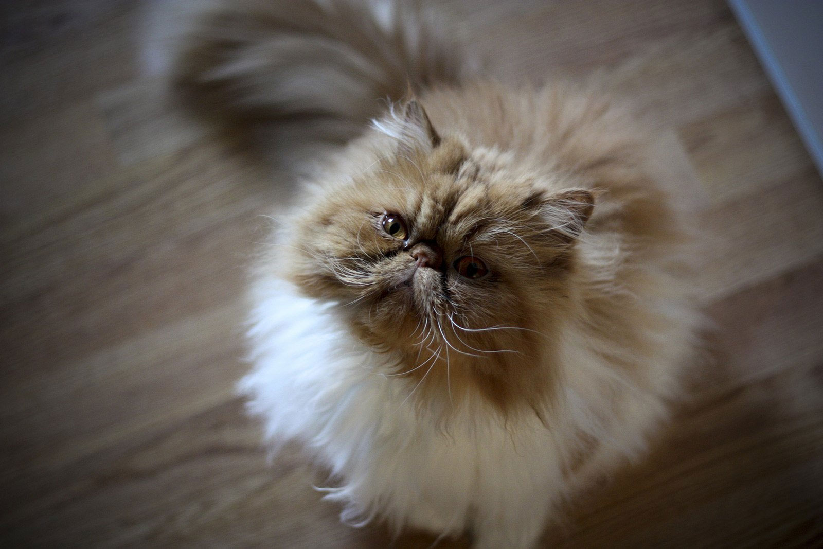 Cómo alimentar a un gato persa
