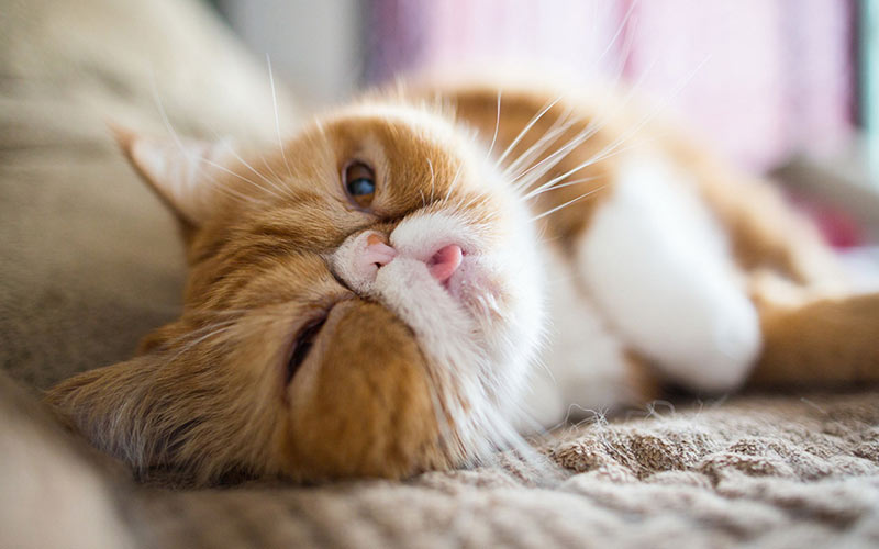 El gato saca la lengua: causas, enfermedades,