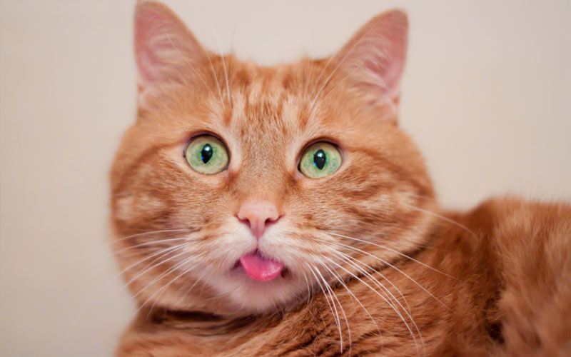 ¿Por qué el gato saca la lengua?