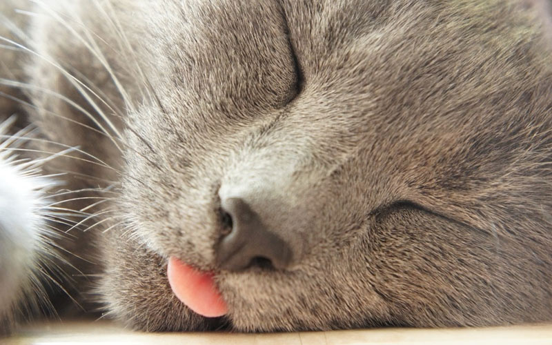 El gato saca la lengua mientras duerme: causas
