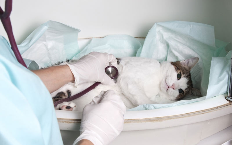 ¿Síntoma de qué enfermedades en gatos puede ser la lengua fuera?